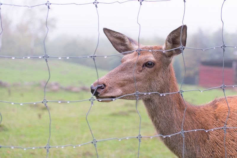 Deer Fence Installation in South Houston, TX