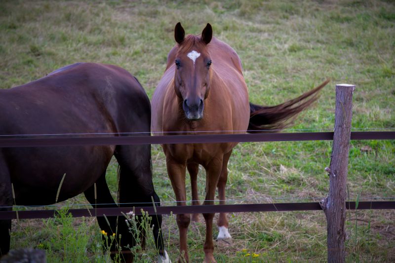 Horse Fence Replacement in Pearland, TX