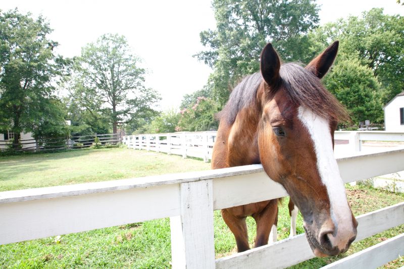 Horse Fence Replacement in South Houston, TX